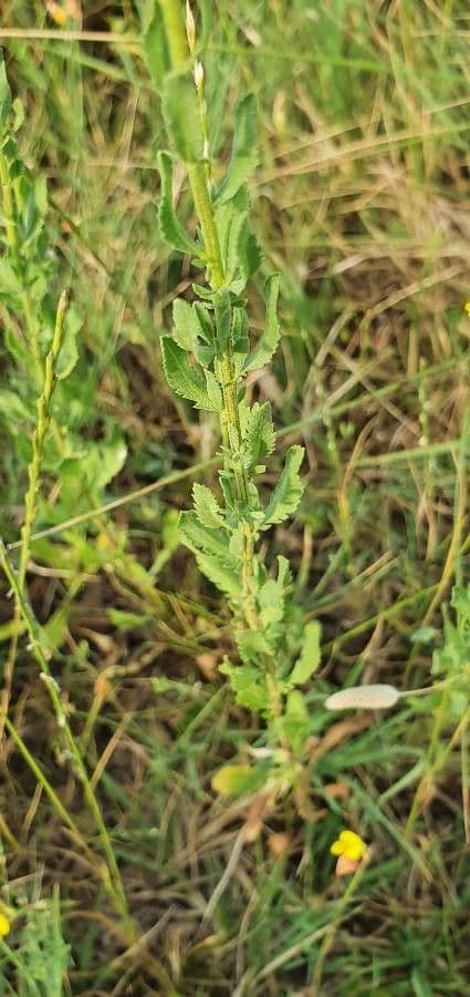 Achillea 13