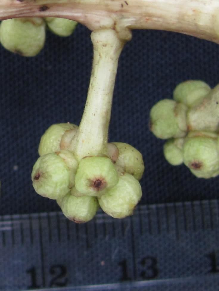 Oreopanax capitatus