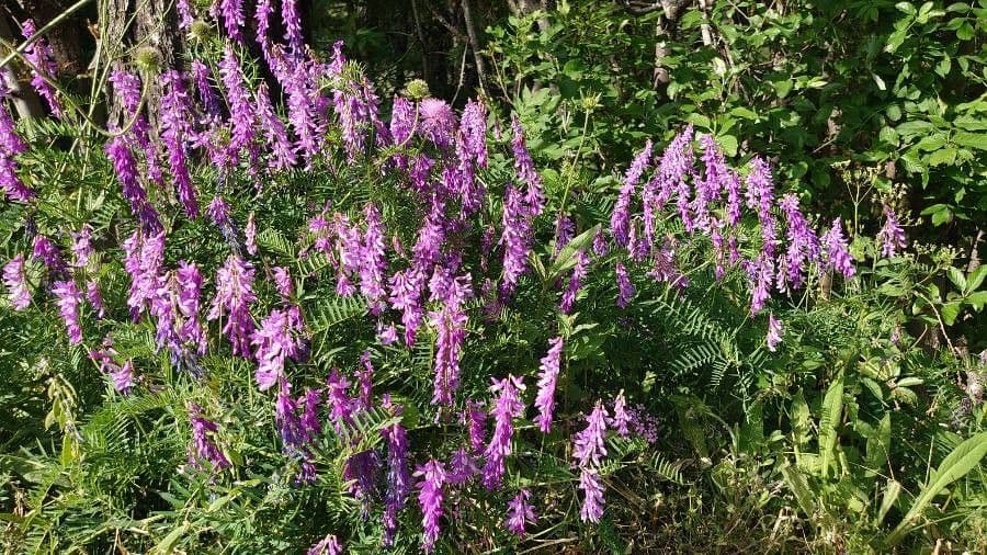 Schmalblättrige Wicke 26