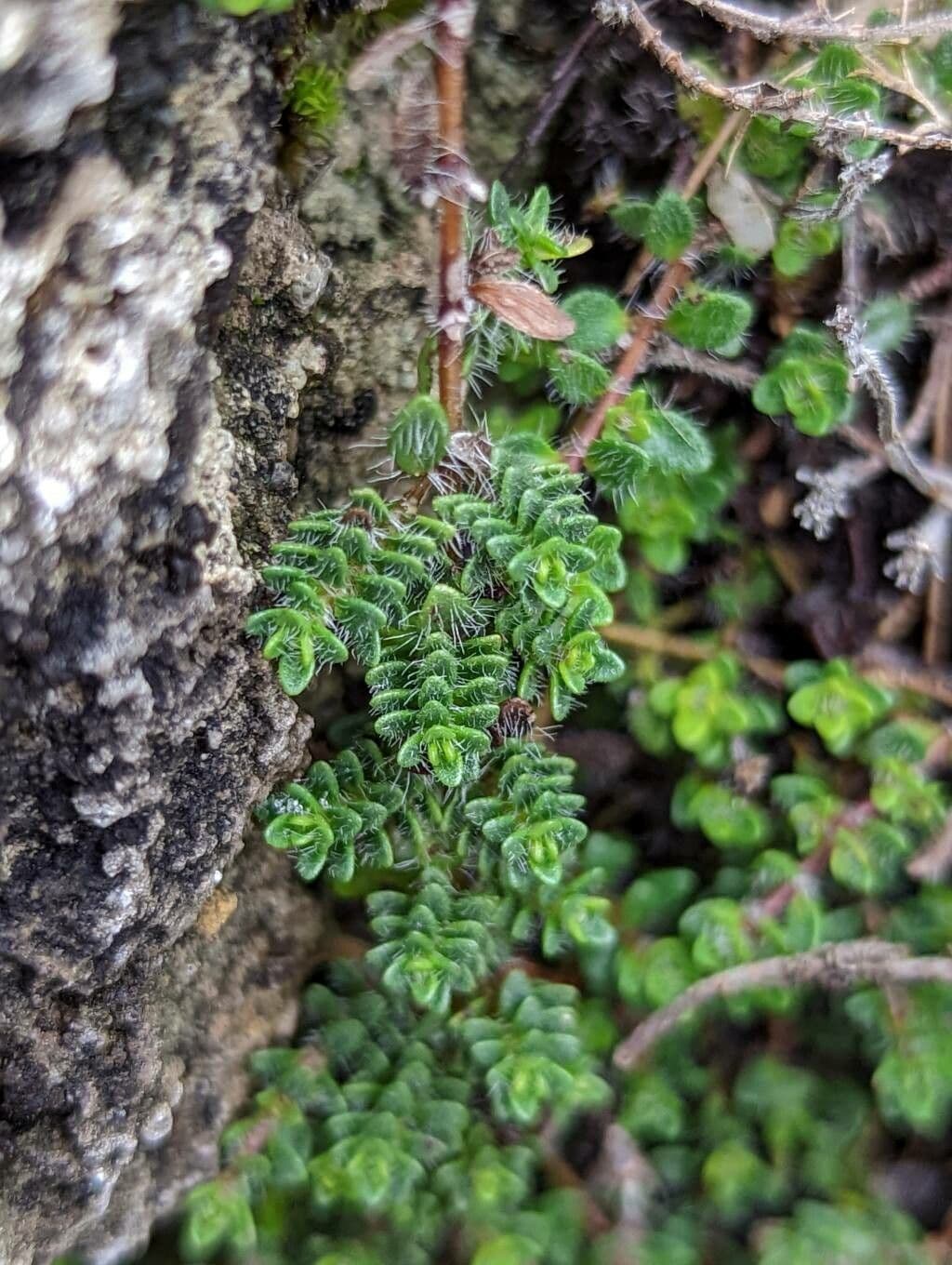 Zottiger Thymian 6