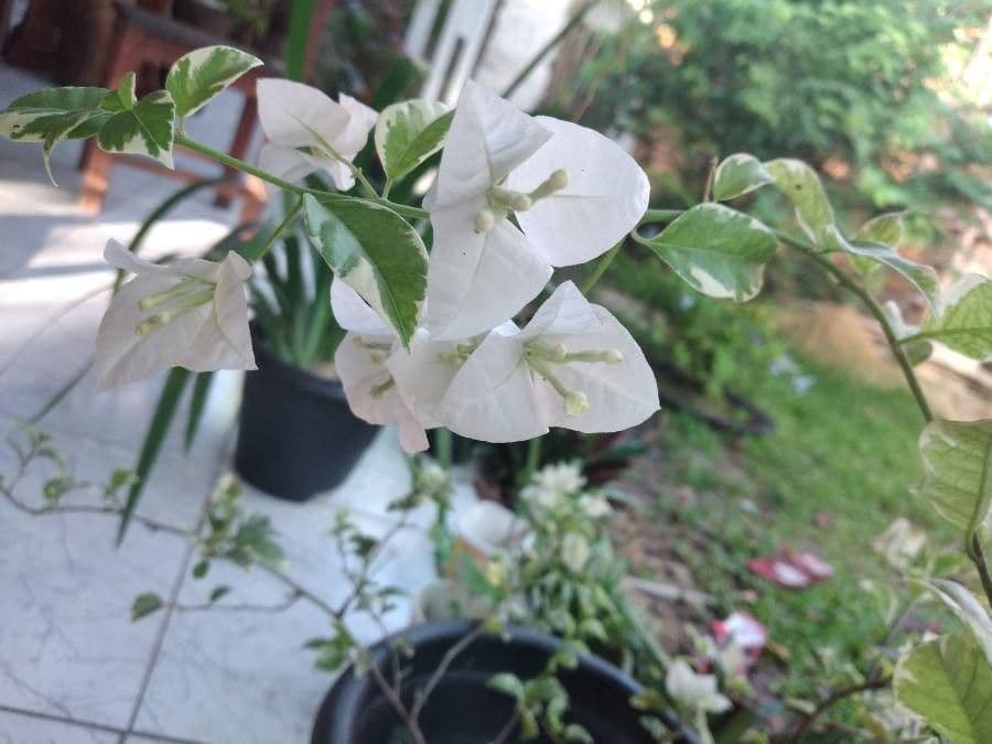 Bougainvillea 2