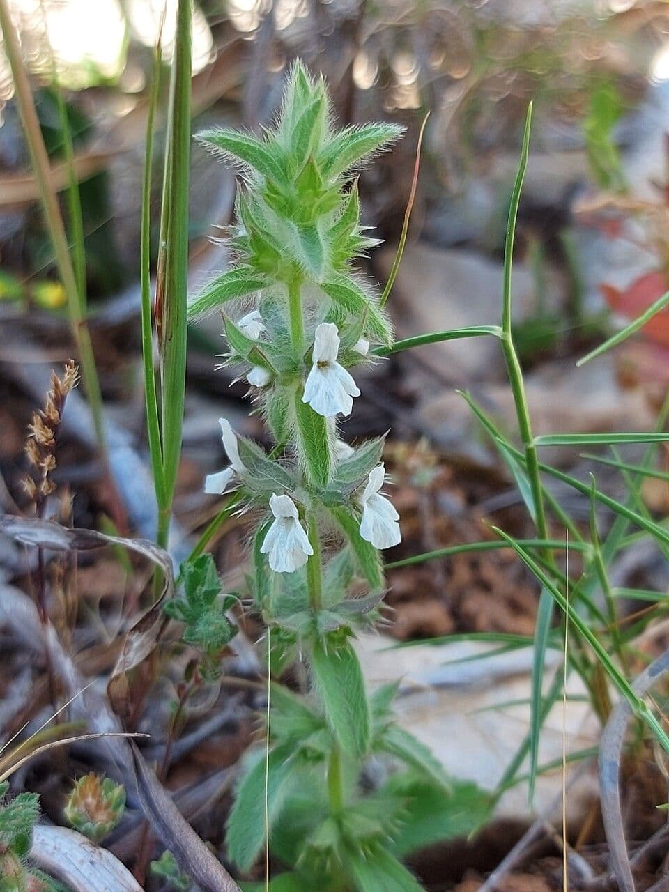 Sideritis romana 25