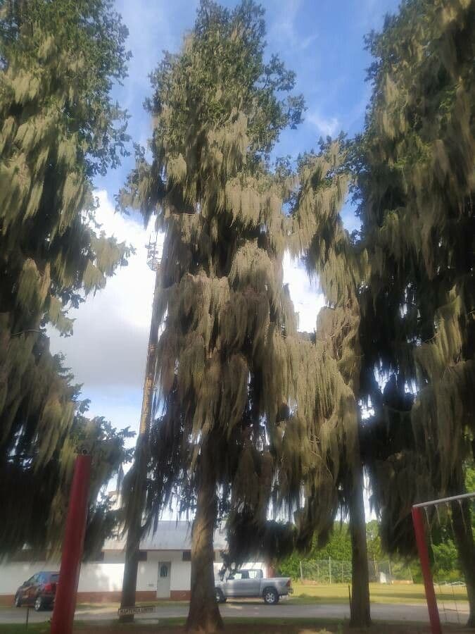 Louisianamoos 26
