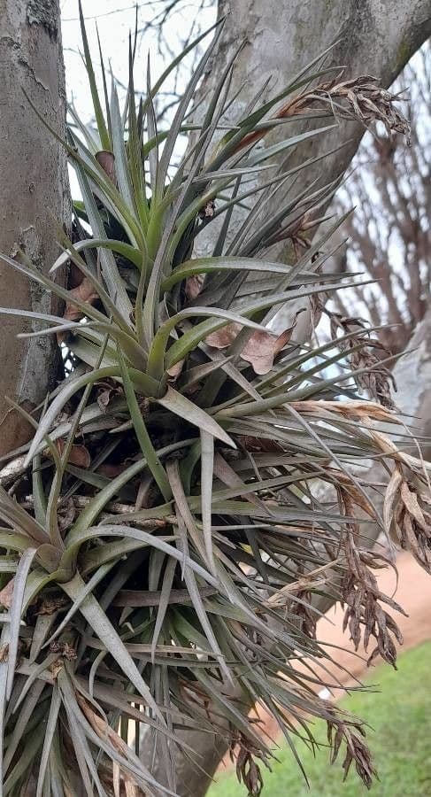 Tillandsia