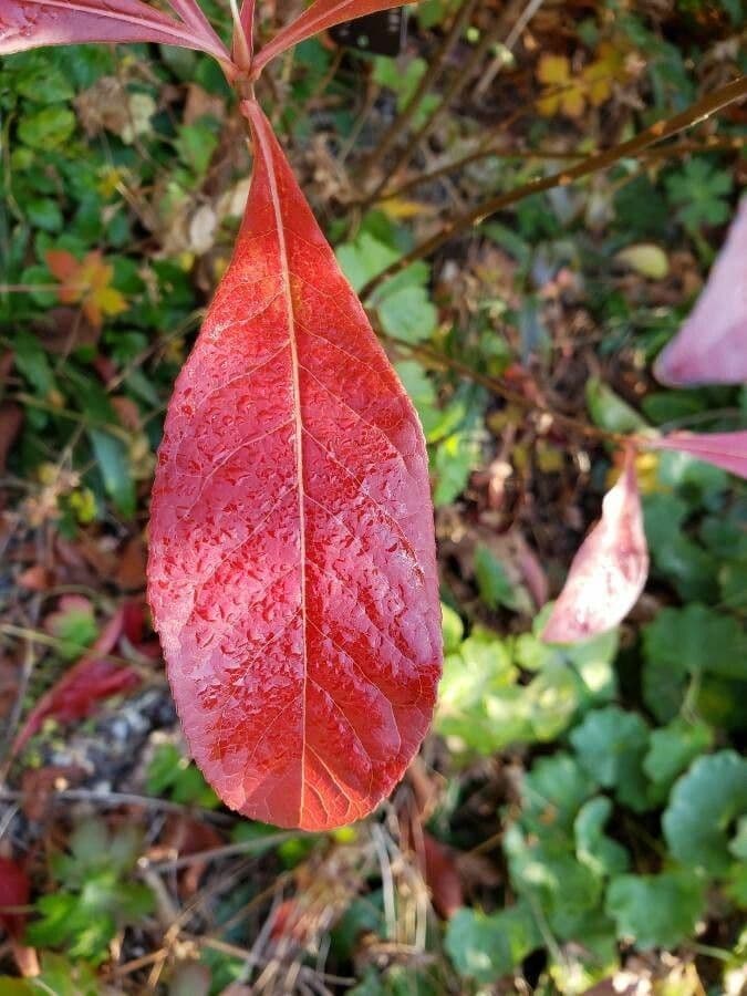 Franklinia 9