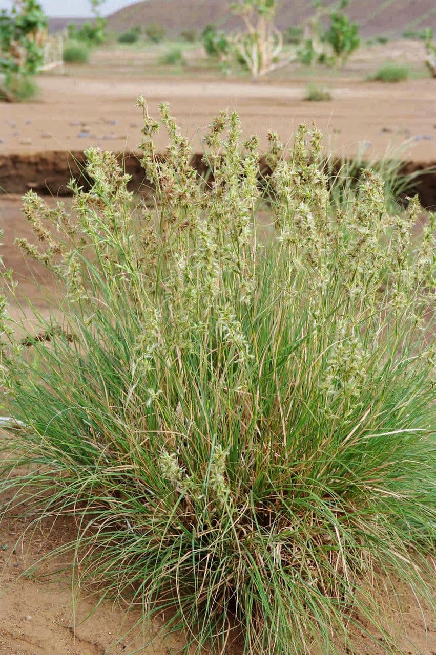 Trawa geranium 8