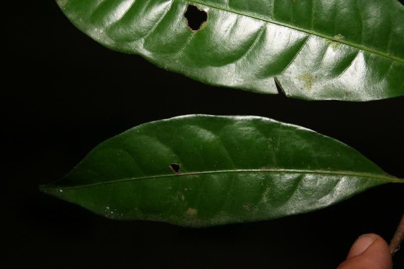 Iryanthera 5
