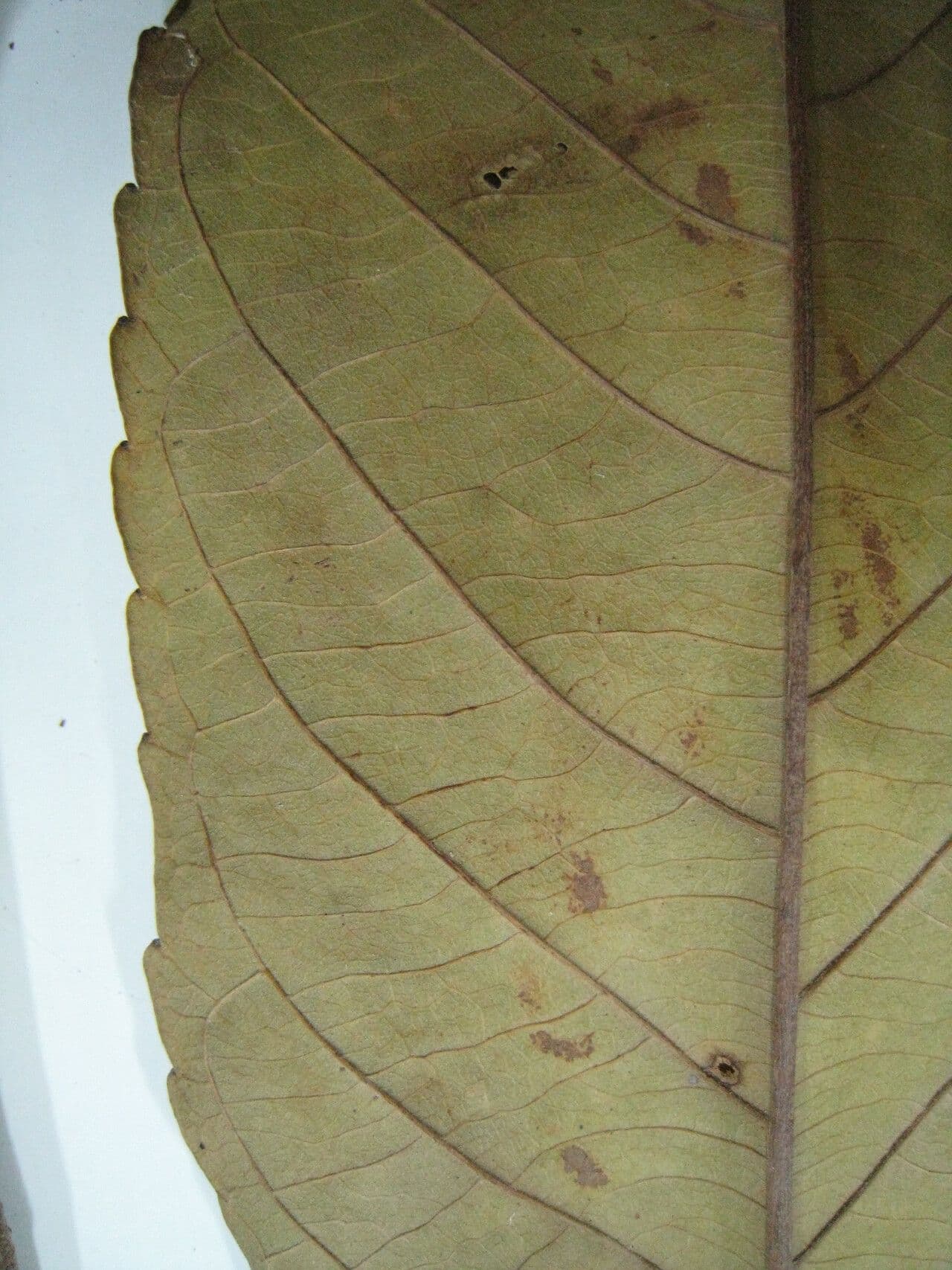 Alchornea discolor 8