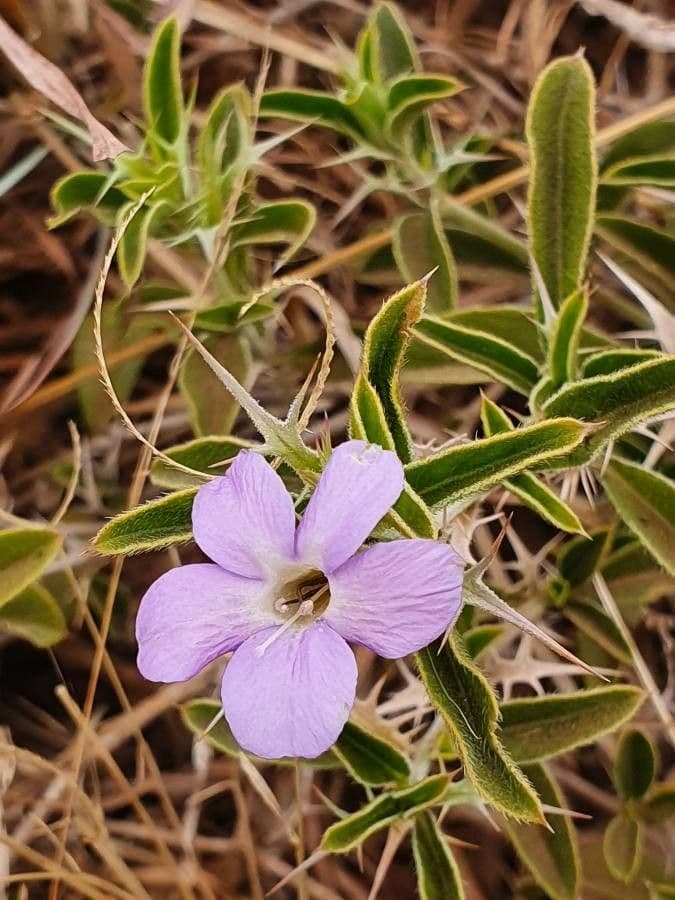 Barleria 3
