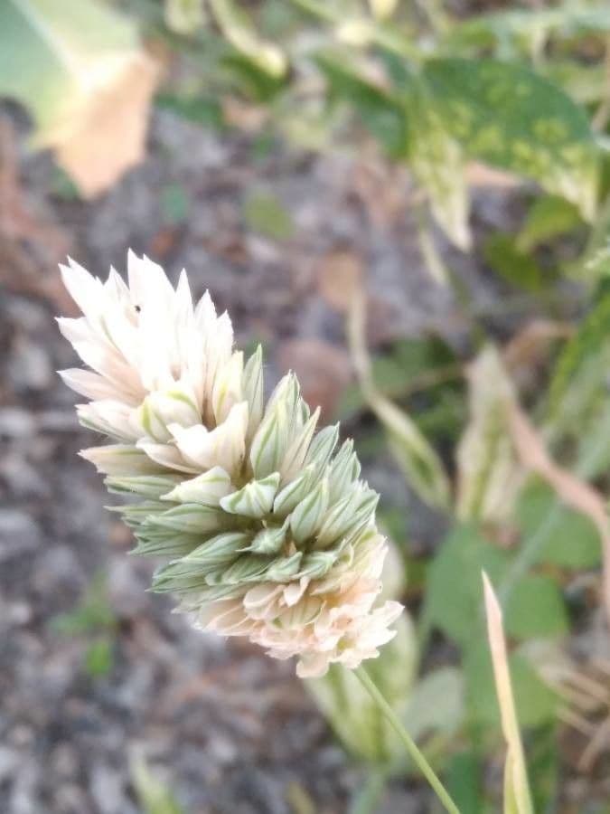 Falaride 5