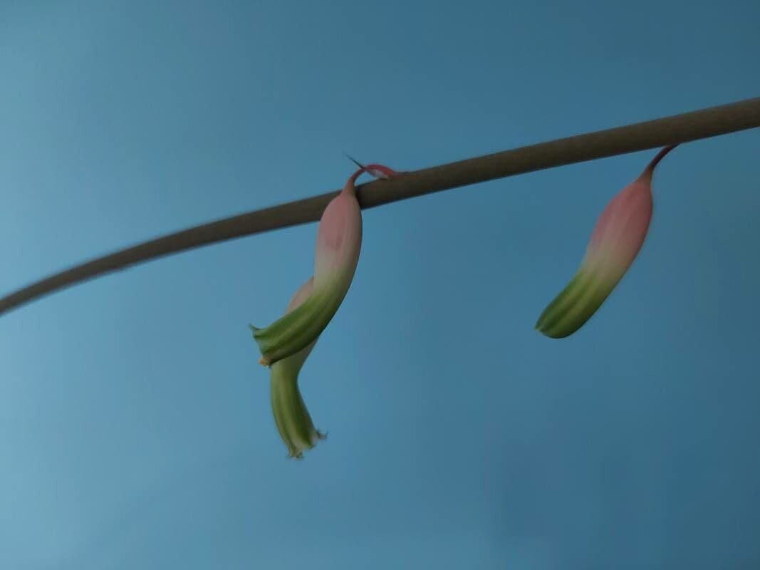 Gasteria 2