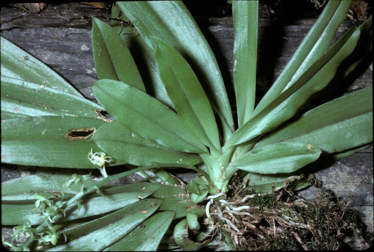 Cryptarrhena guatemalská 2