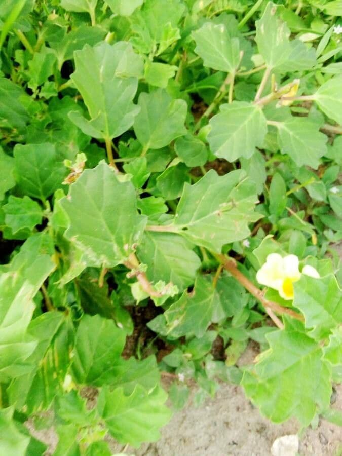 Pedalium murex 10