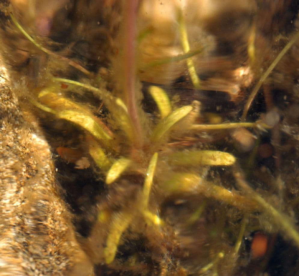 Lobelia acquatica 18