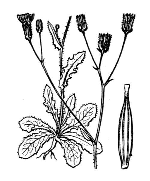 Cerreyuela 15