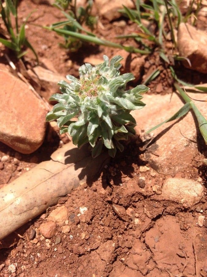 Bambagia spatolata 18