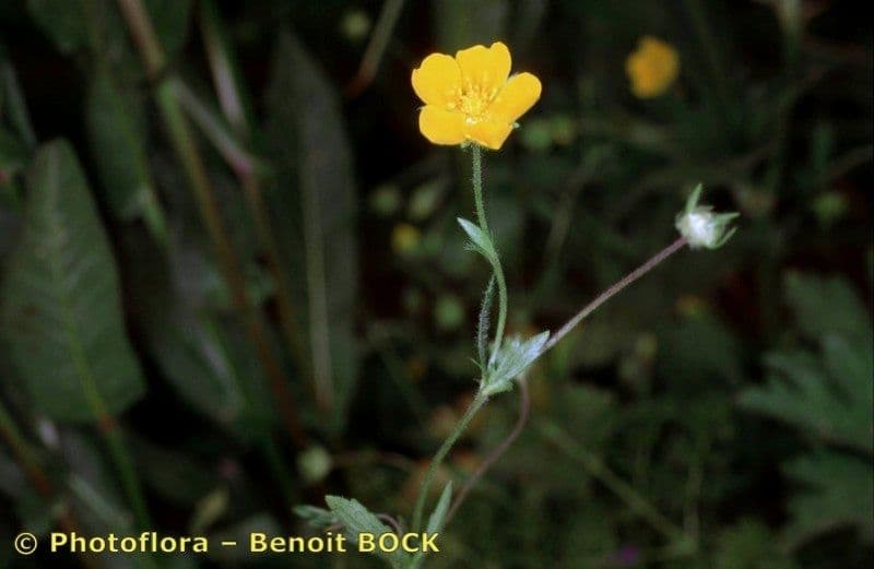 Potentilla eptafilla 18