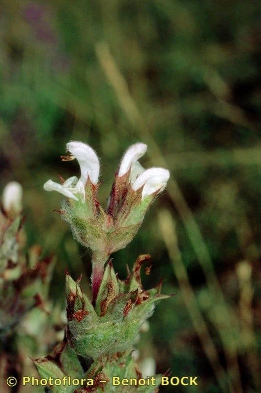 Salvia etiope