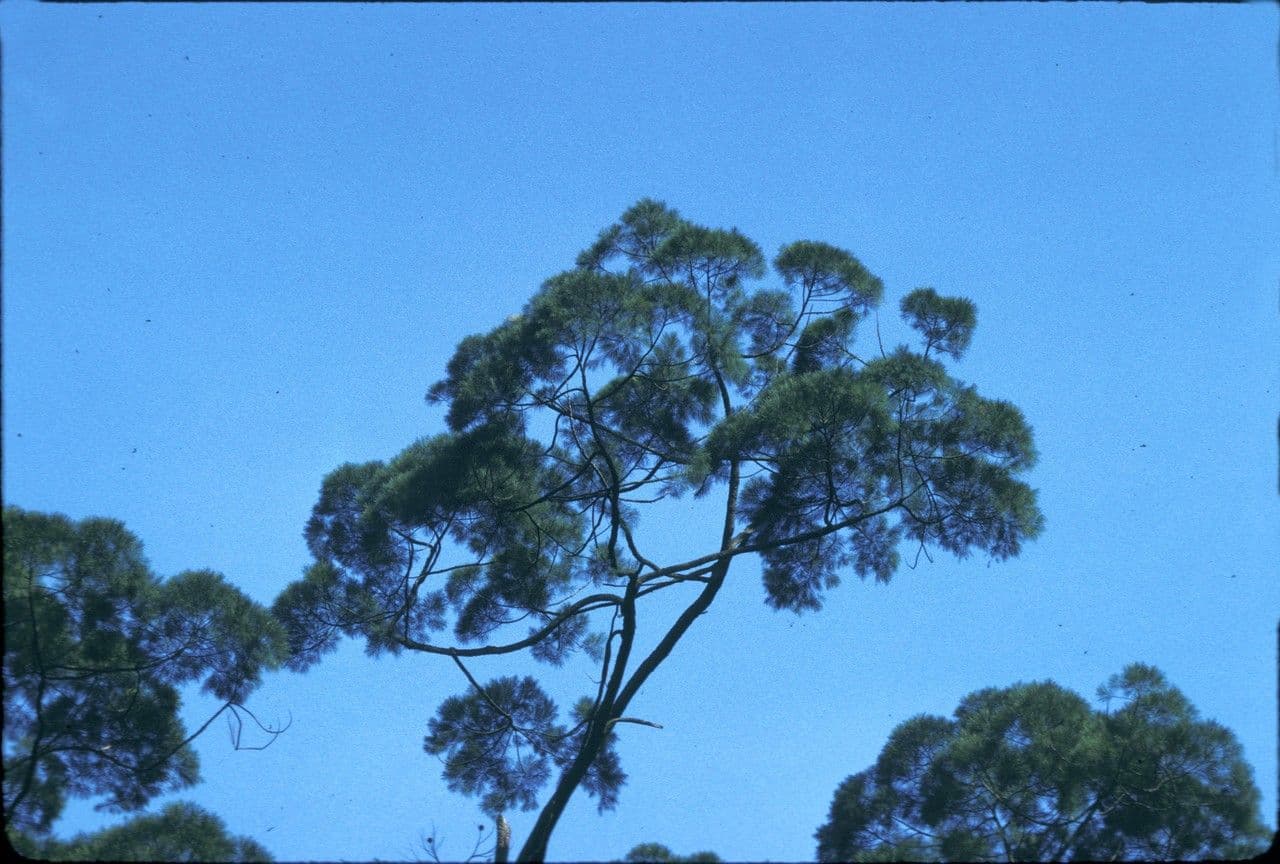 Sumatra-Gymnostoma