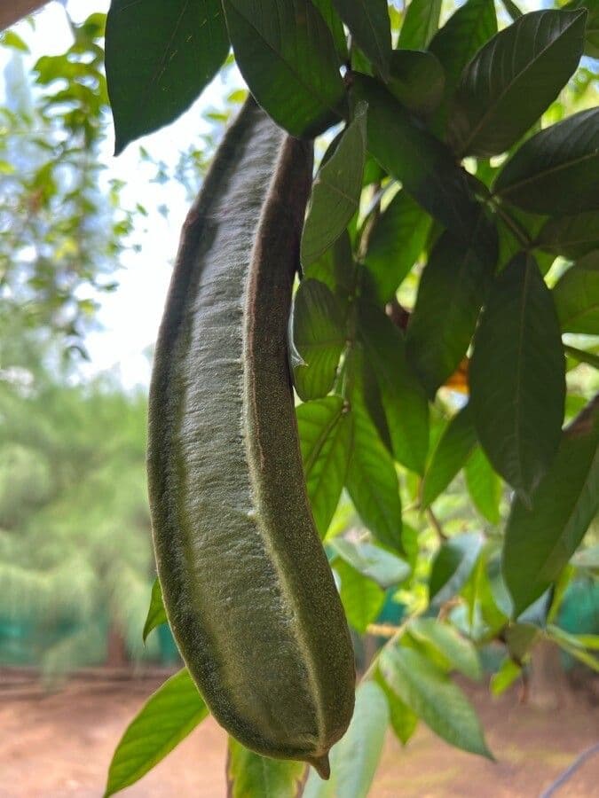 Senna viarum