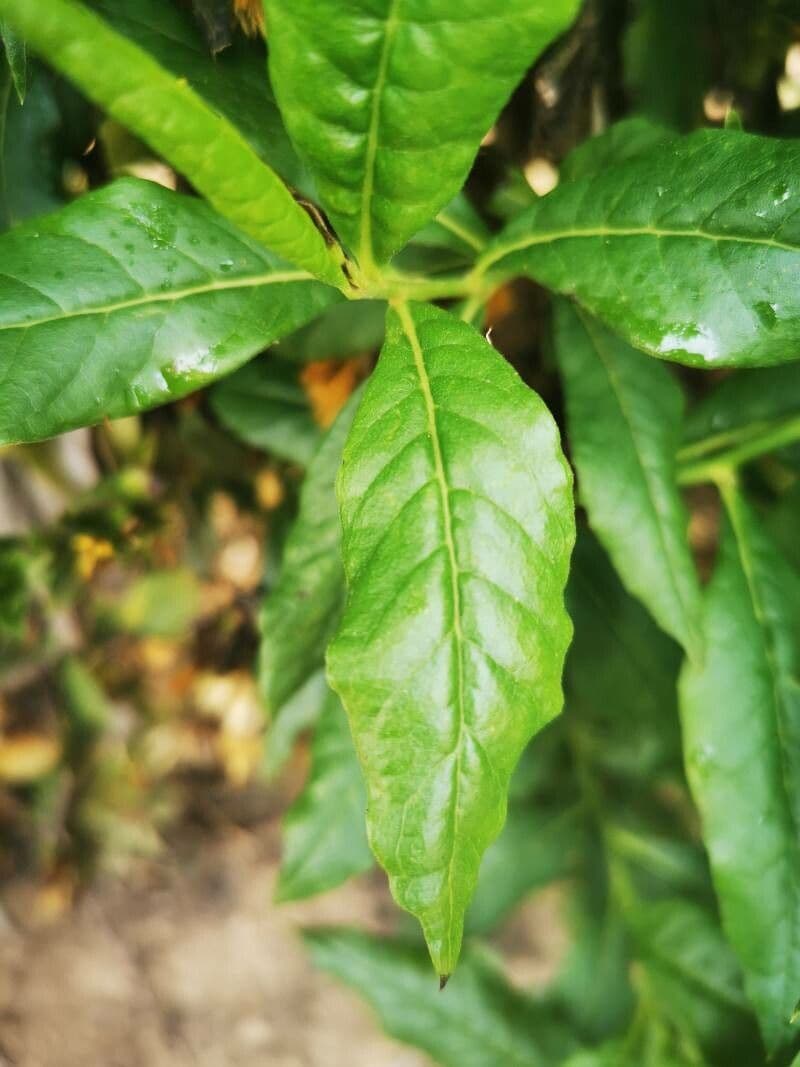 Trixis inula 15