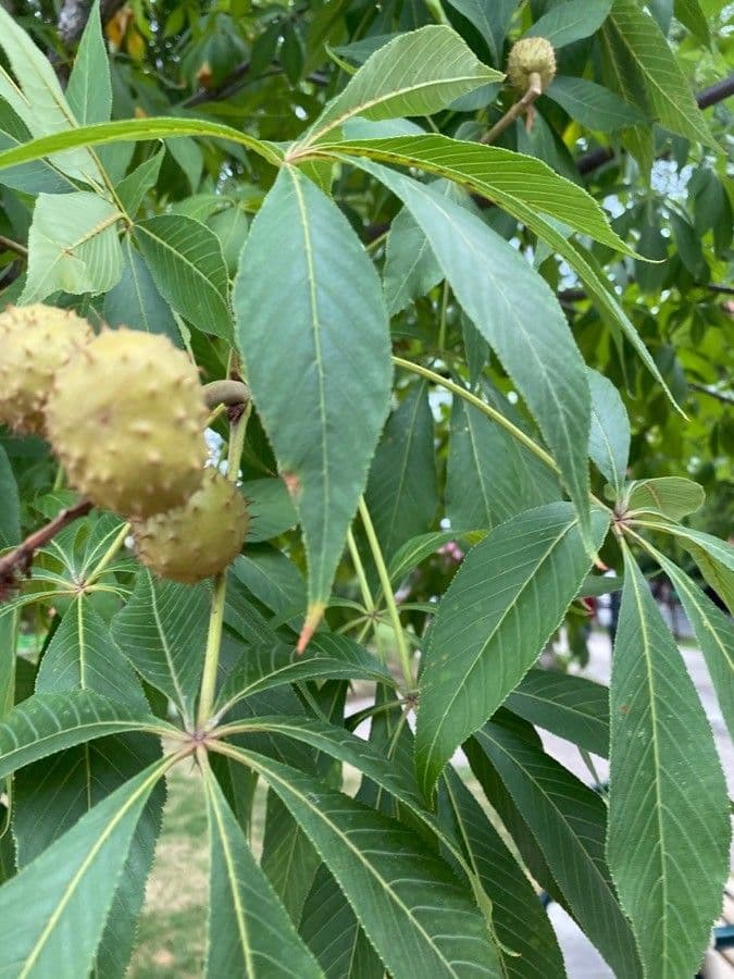 Ippocastano dell'Ohio 30