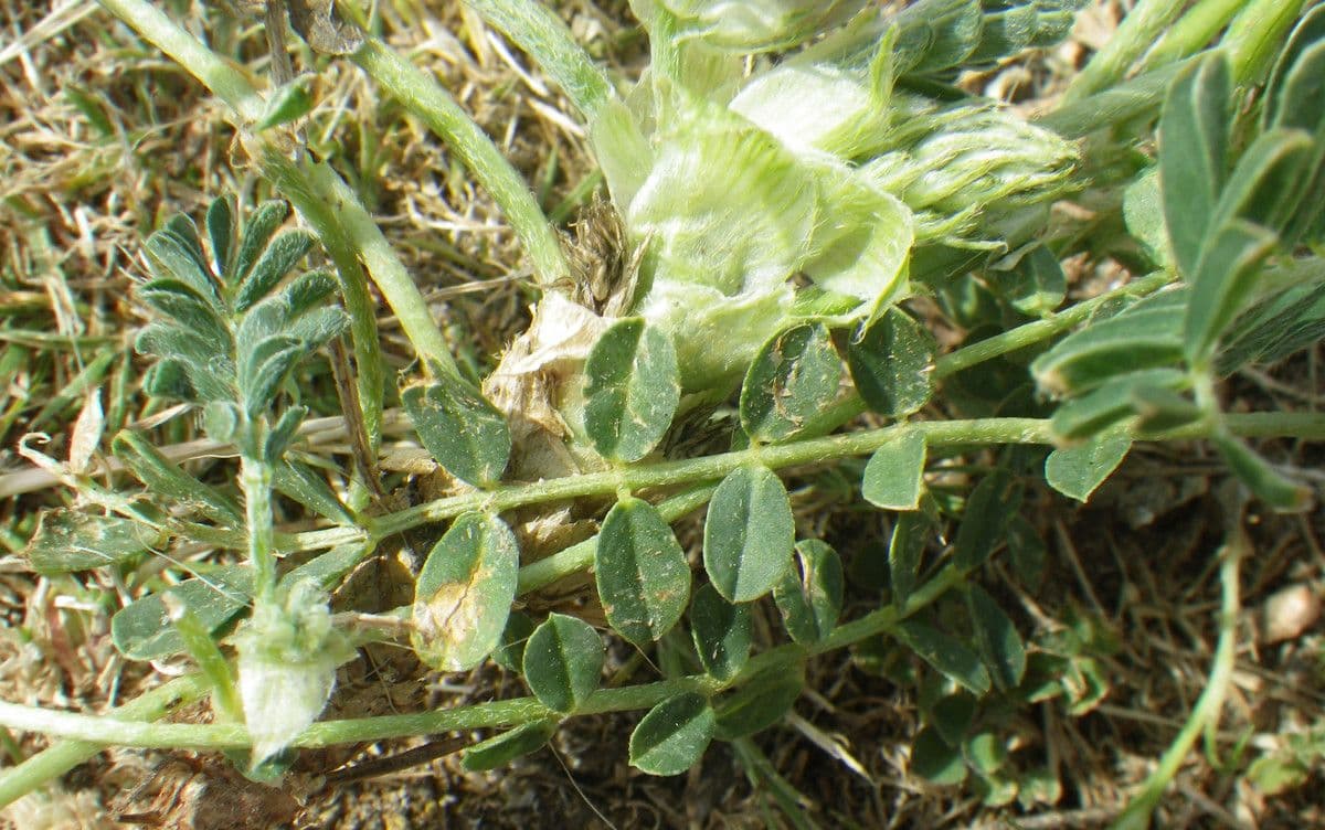 Astragalus depressus 18