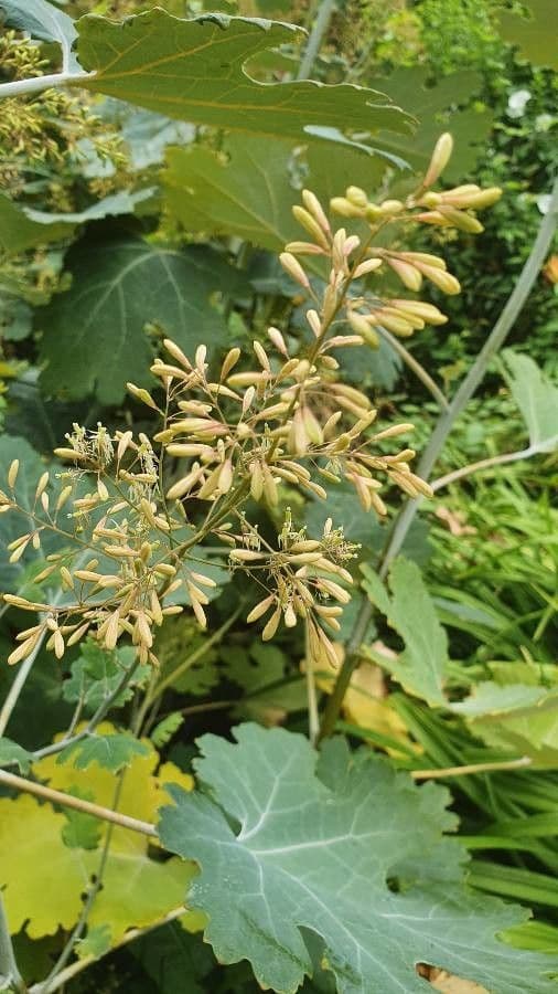 Macleaya 6