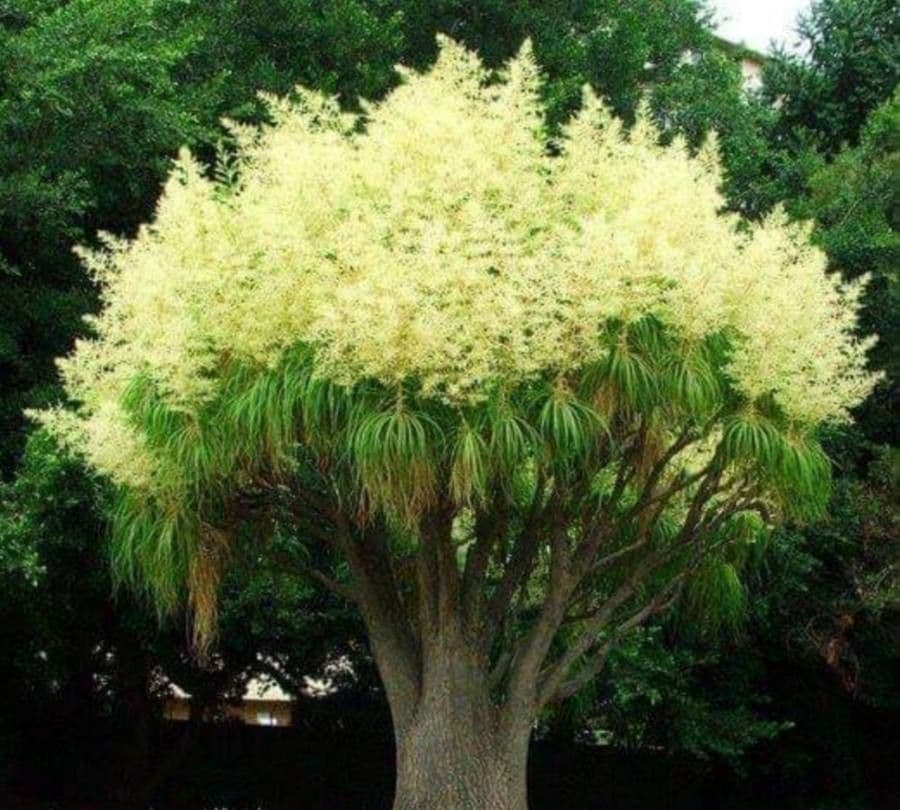 Albero cavolo 15