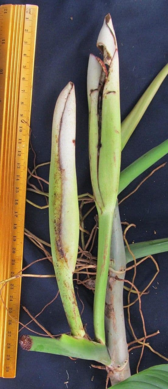 Filodendro tripartito 2