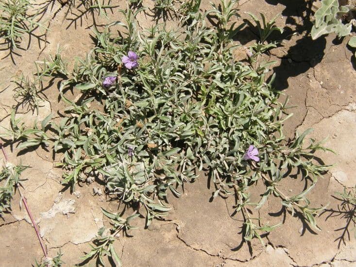 Erba serpente diffusa 6