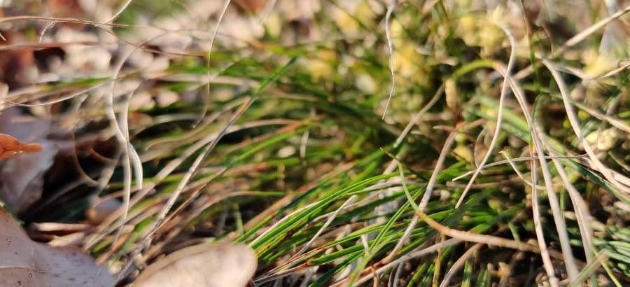 Dwarf sedge 18