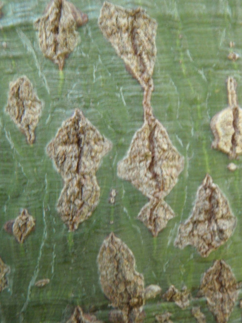Brachychiton 22