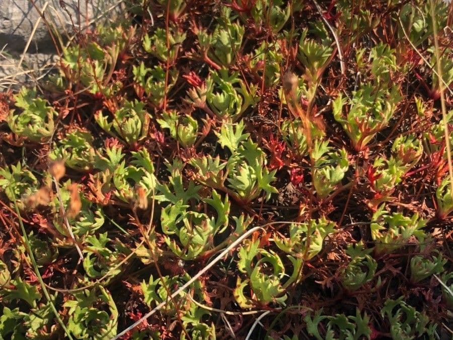 Saxifrage 14