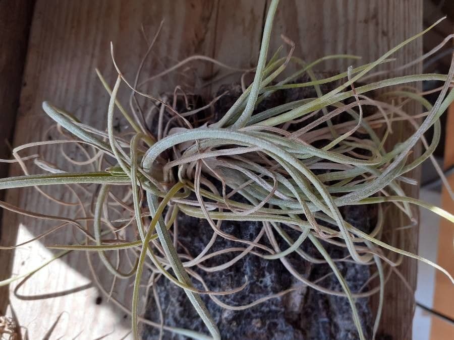 Tillandsia 3