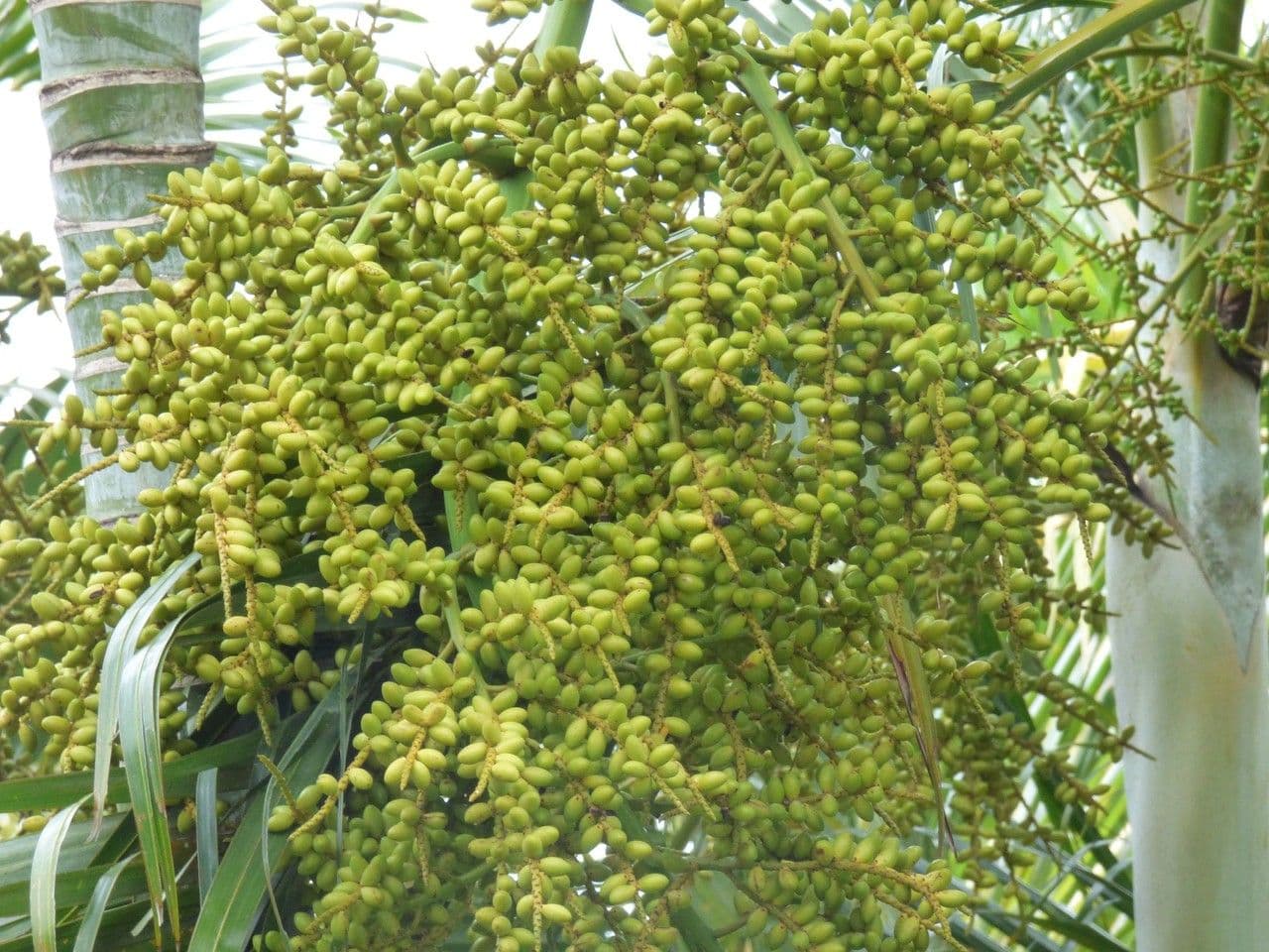 Areca dorée 5