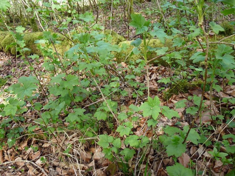 Ríbezľa červená 11