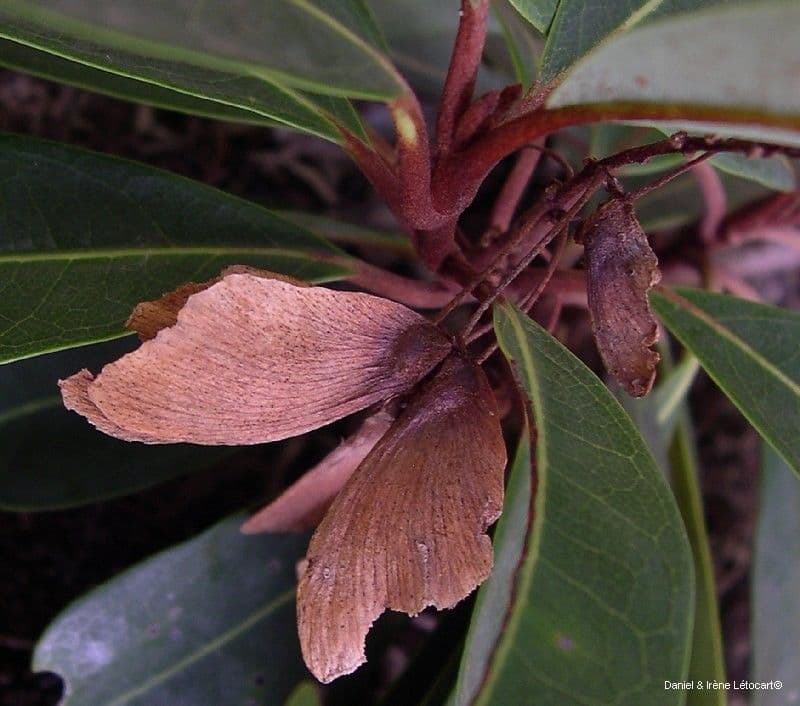 Acridocarpus 10