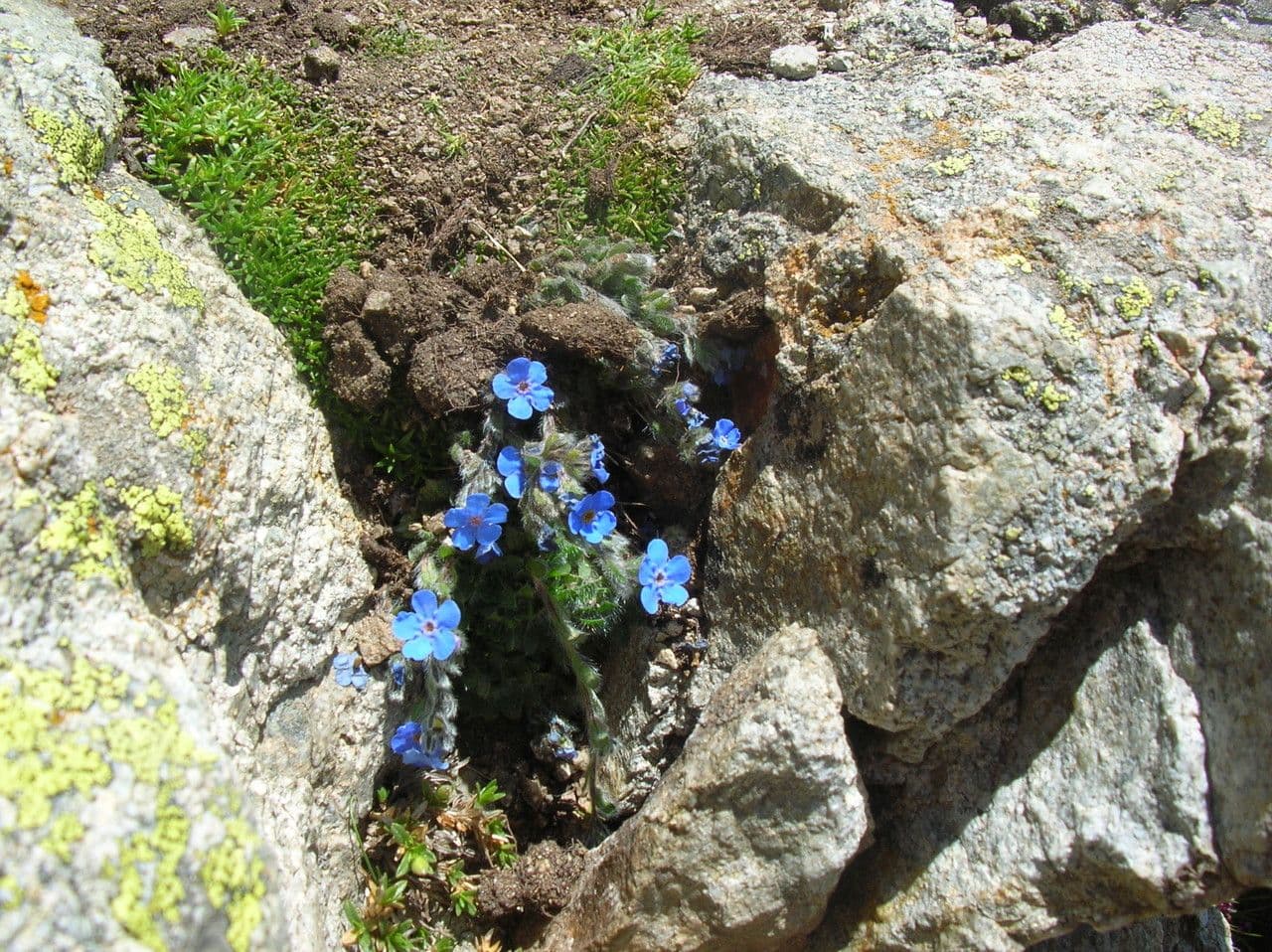 Eritrichium nanum 7