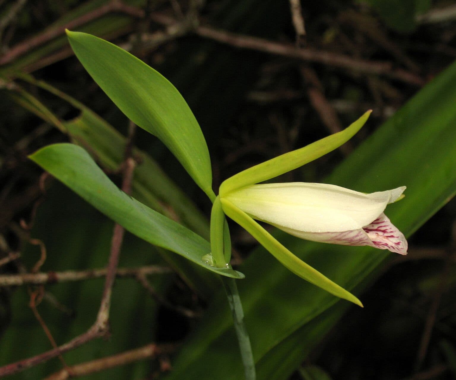 Orchidea