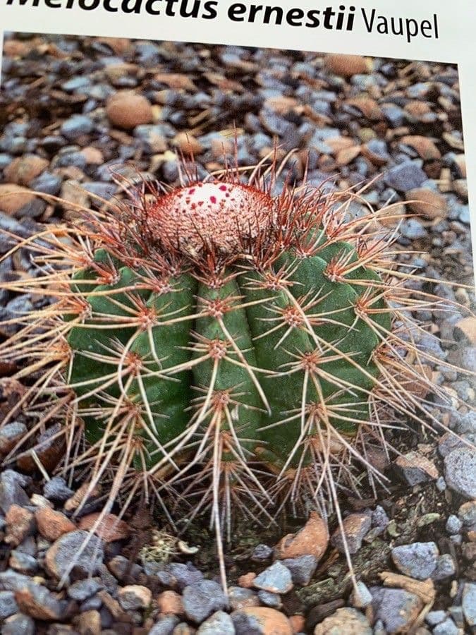 Melocactus 12