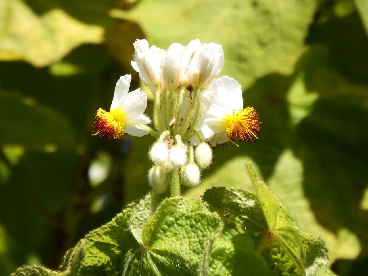 Sparmannia
