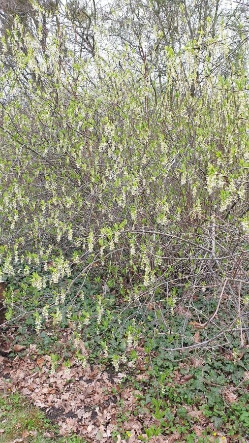 Oemleria cerasiformis 6