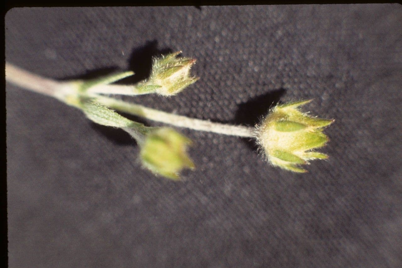 Potentilla di Brewer 9