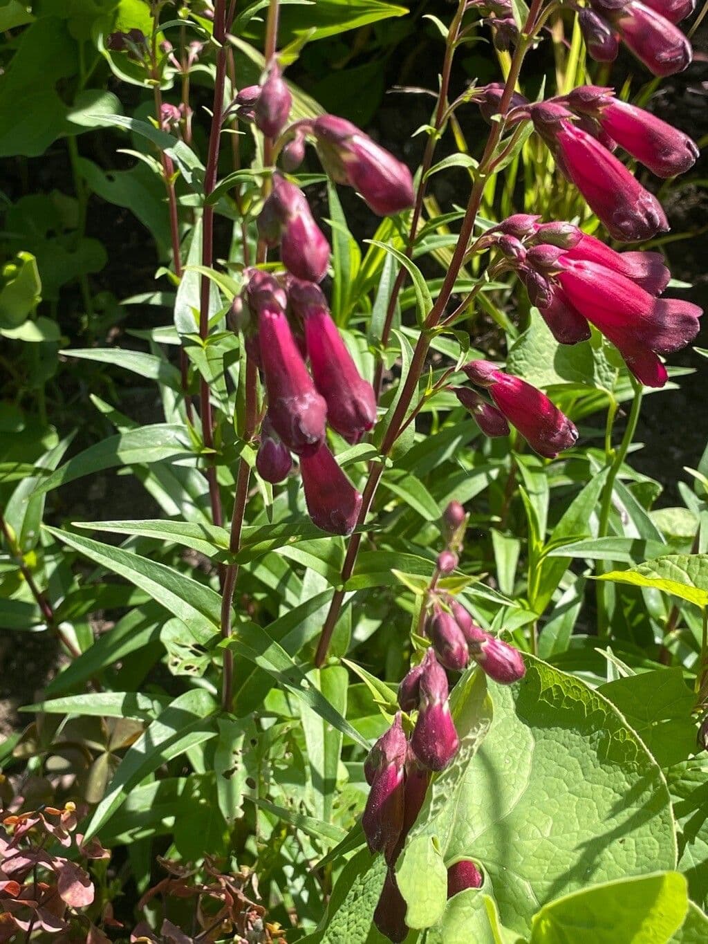 Penstemon barbato 17