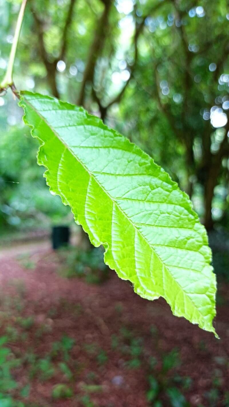 Campomanesia 2