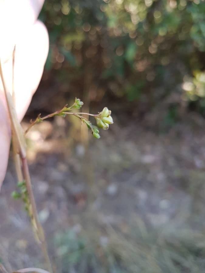 Bupleurum 2