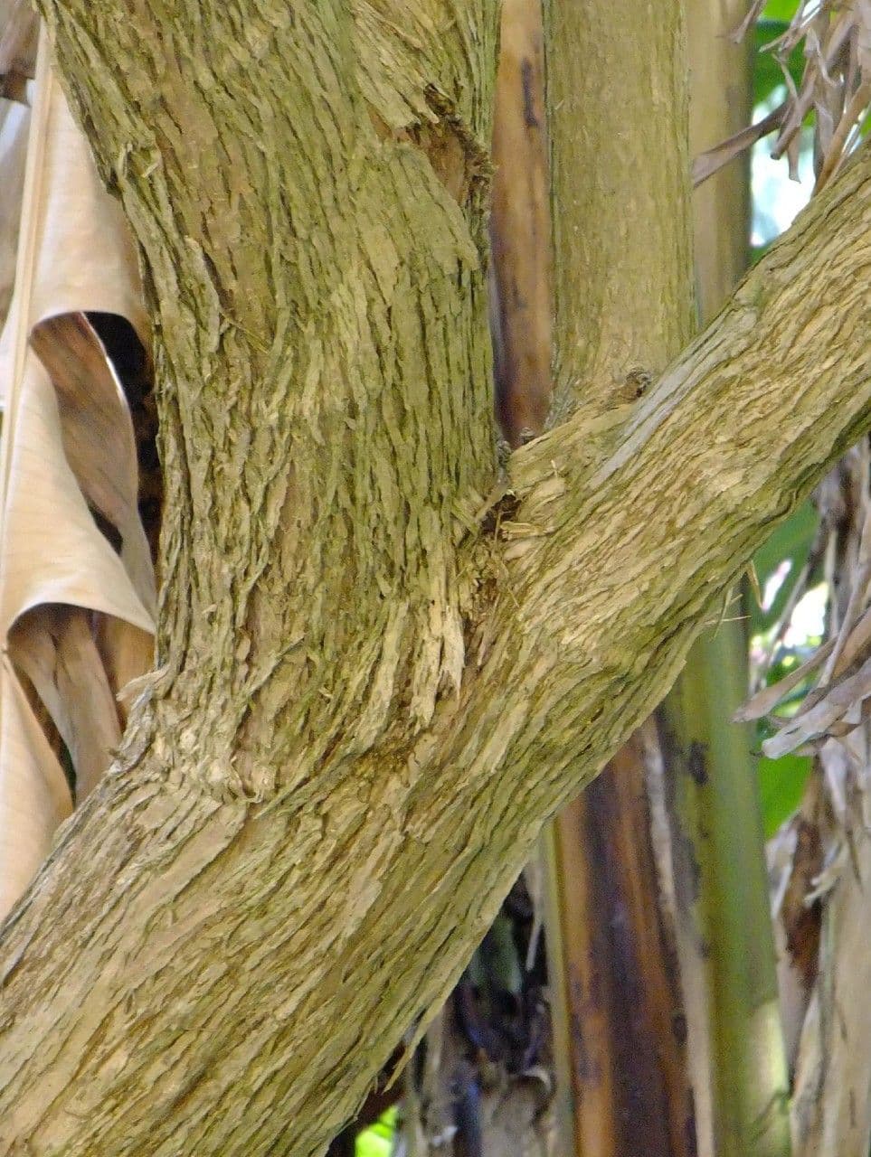 Citharexylum 25