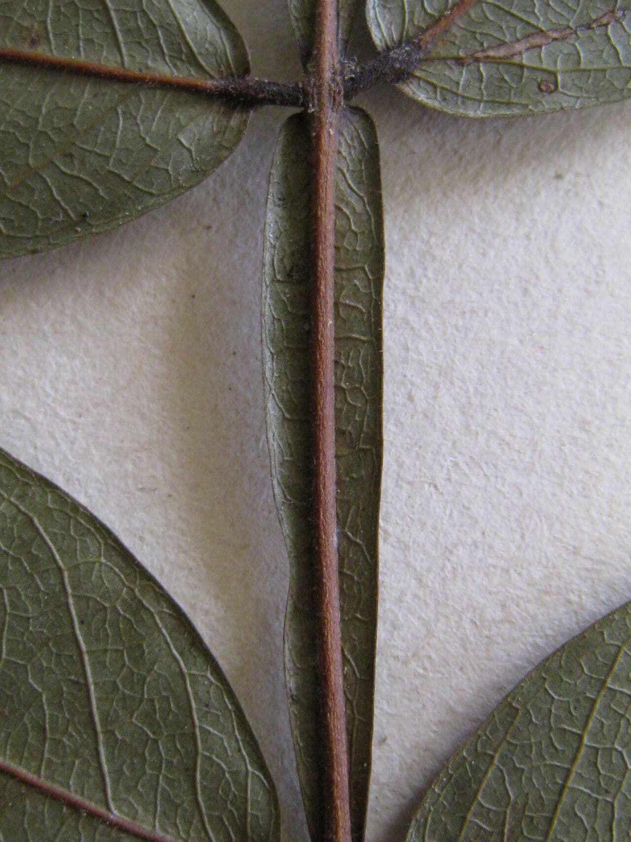 Inga