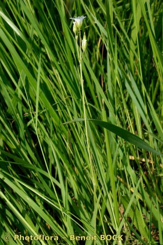 Cerastio dubbioso 10